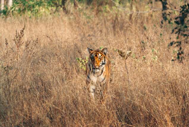 Ranthambore Tiger Park