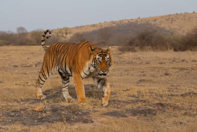 Tiger in seinem Habitat