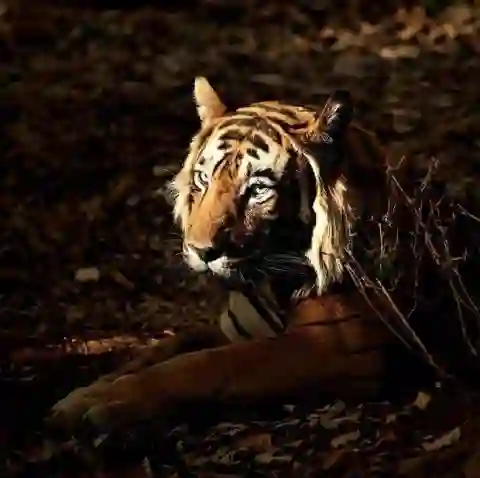 Tiger im Wasser Ranthambore - Indien Reiseangebote 2023-2024