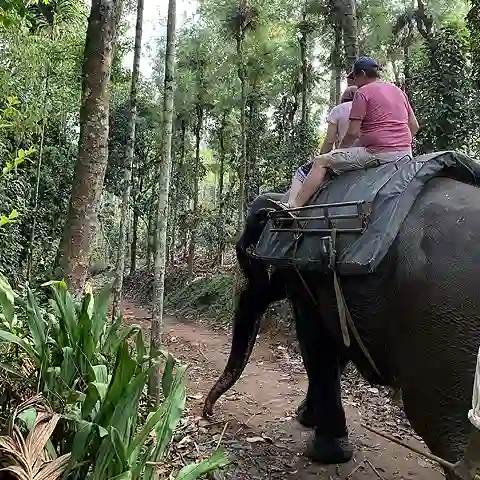 Erlebe Elefantenritt in Individuelle Südindien in 4 Wochen