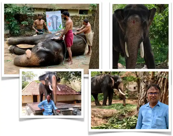 Elephant Kotta, Guruvayoor