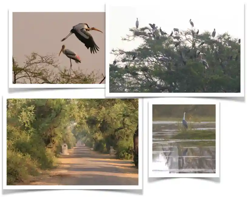 Bharatpur Vogelpark in Rajasthan